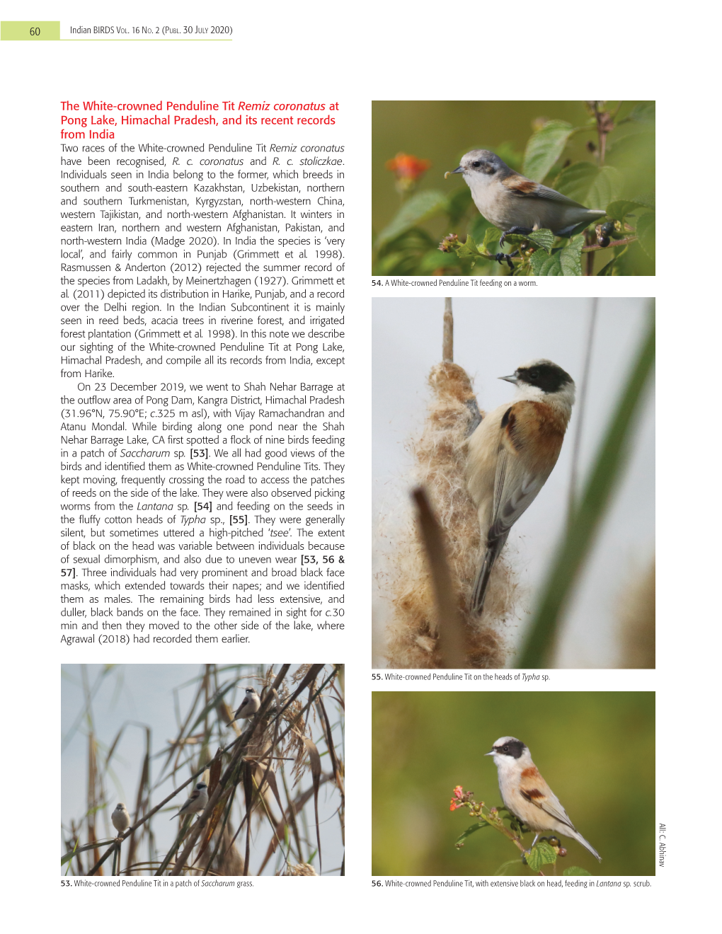 60 the White-Crowned Penduline Tit Remiz Coronatus At