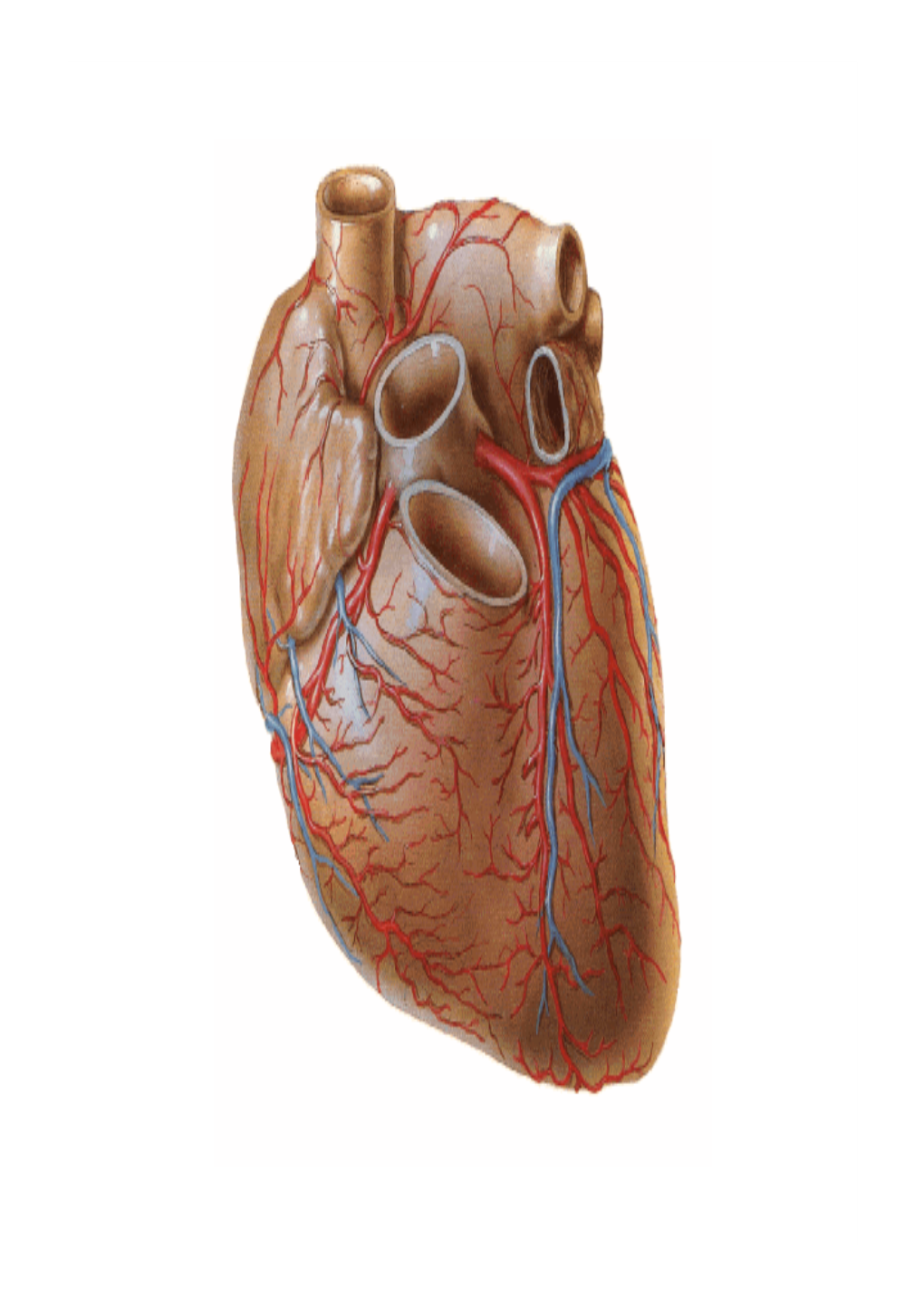 Thorax-Heart-Blood-Supply-Innervation.Pdf