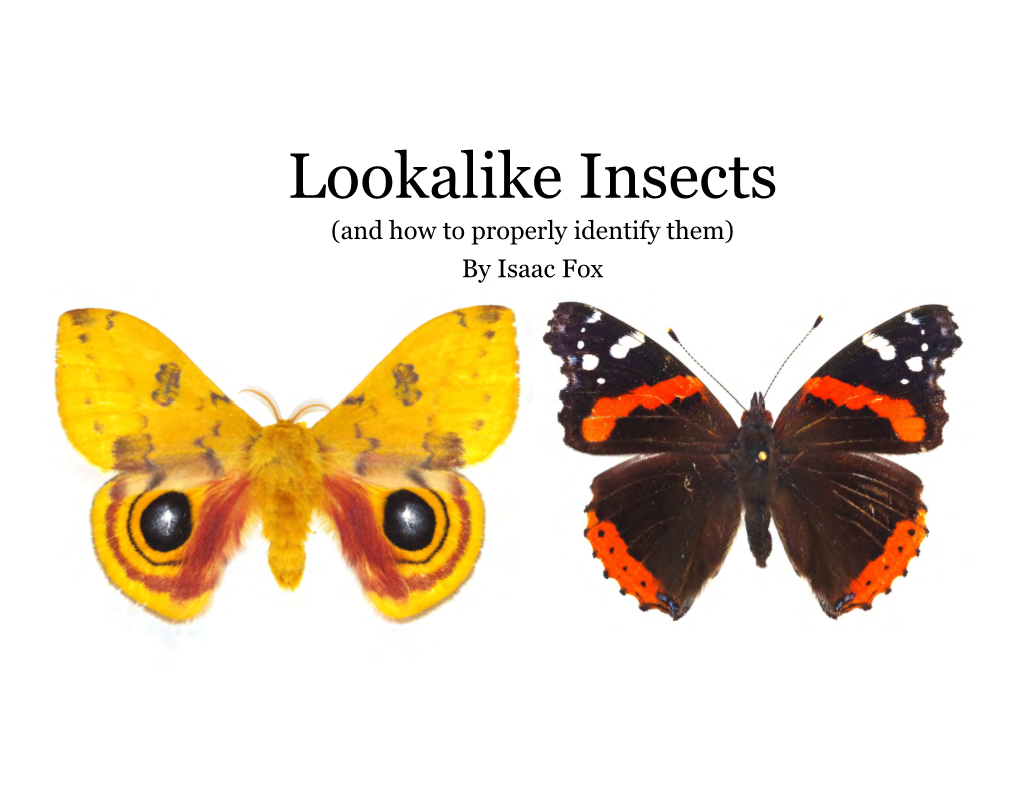 Lookalike Insects