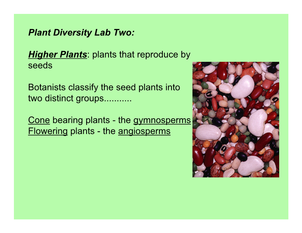 Plant Diversity Lab 2 Slide Show.Pdf