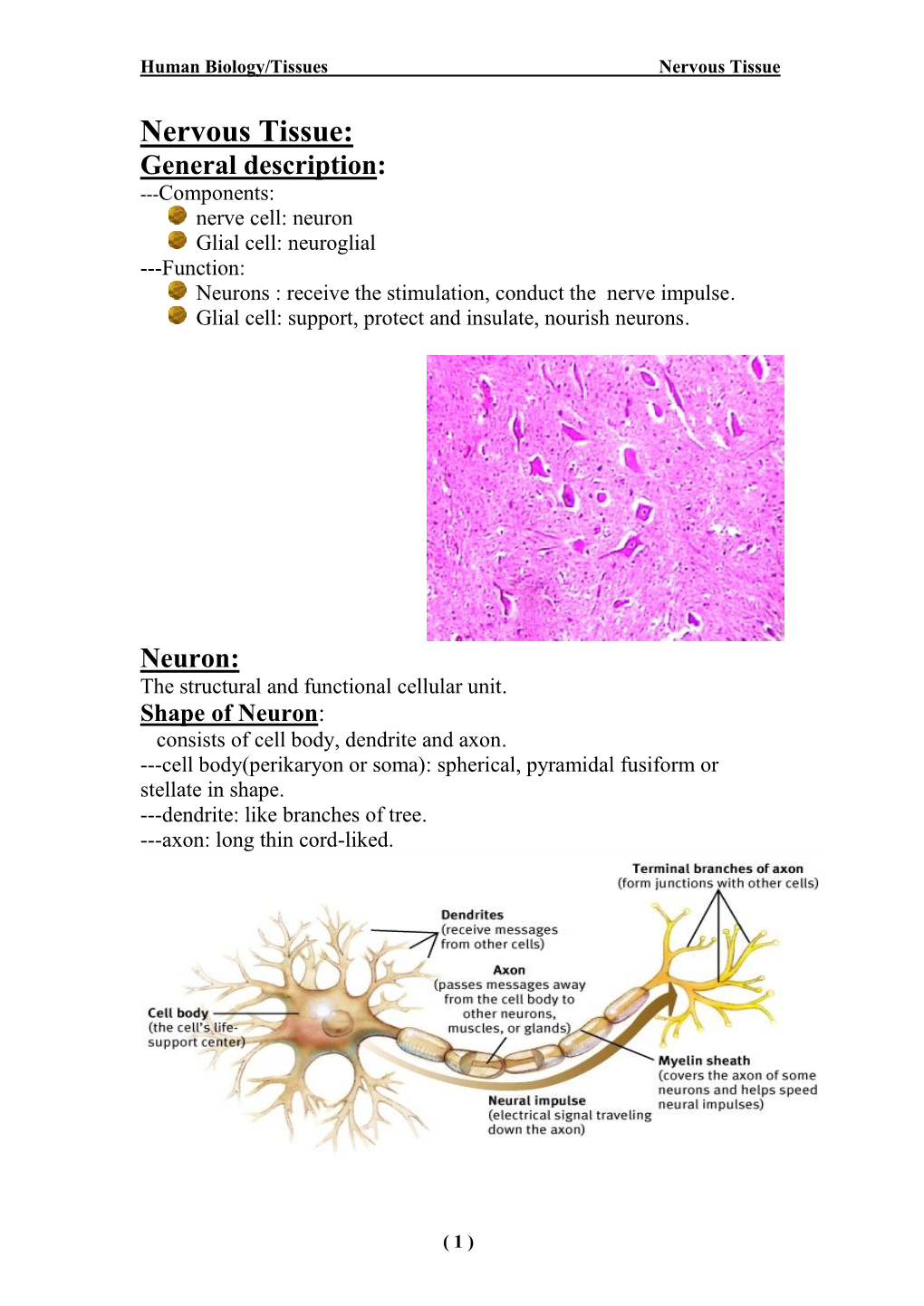 Nervous Tissue