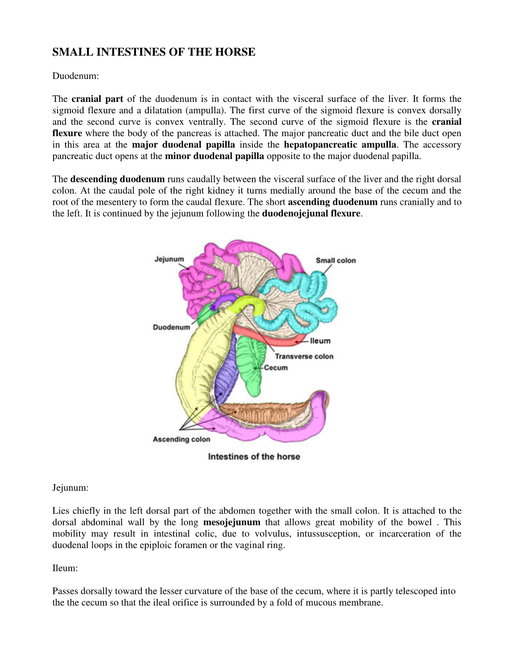 Small Intestines of the Horse