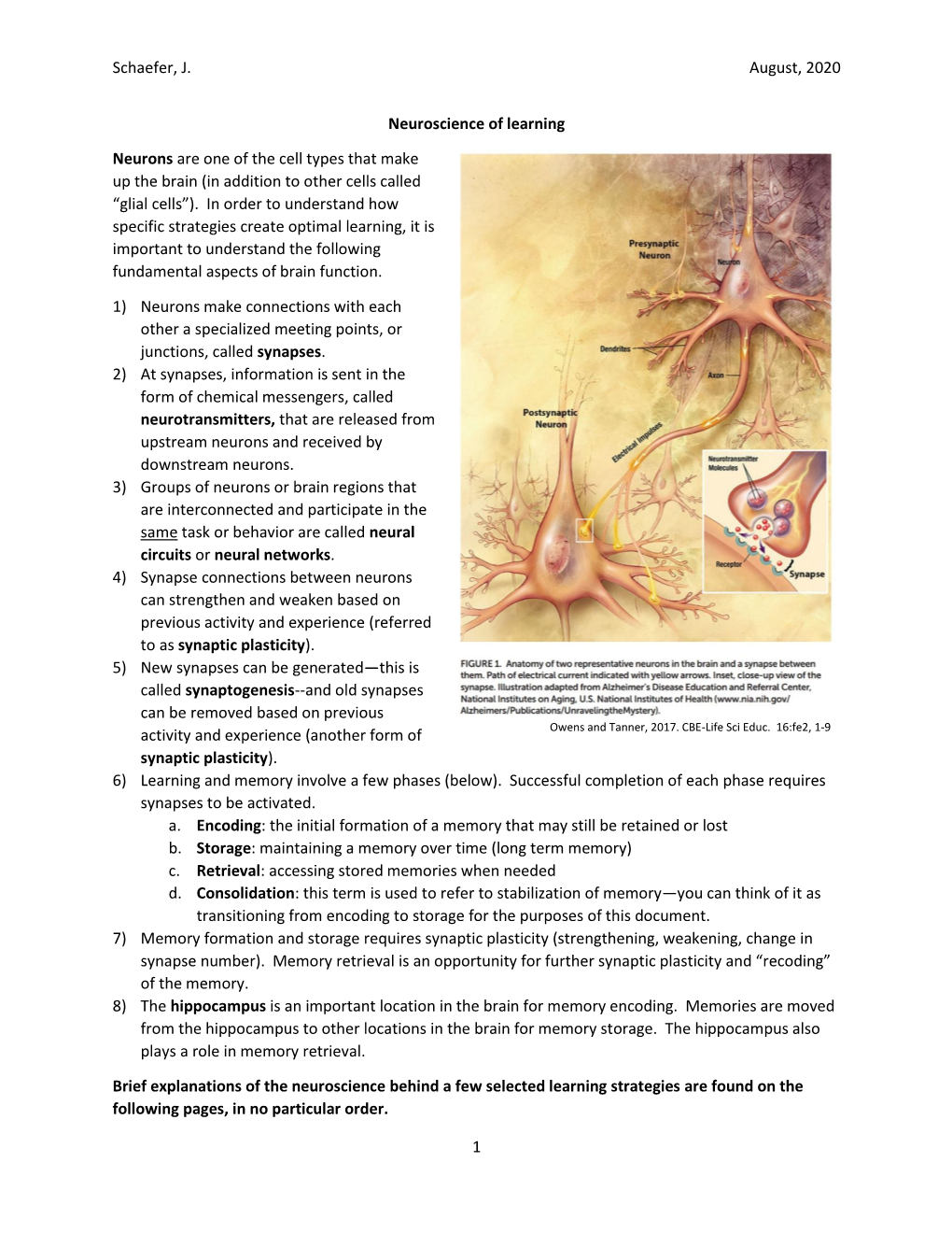 Schaefer, J. August, 2020 1 Neuroscience of Learning Neurons