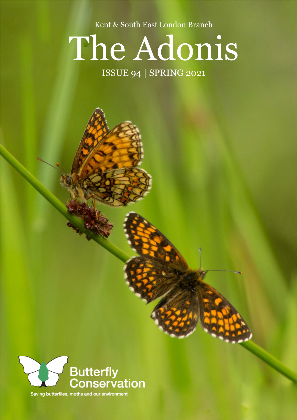 The Silver-Spotted Skipper