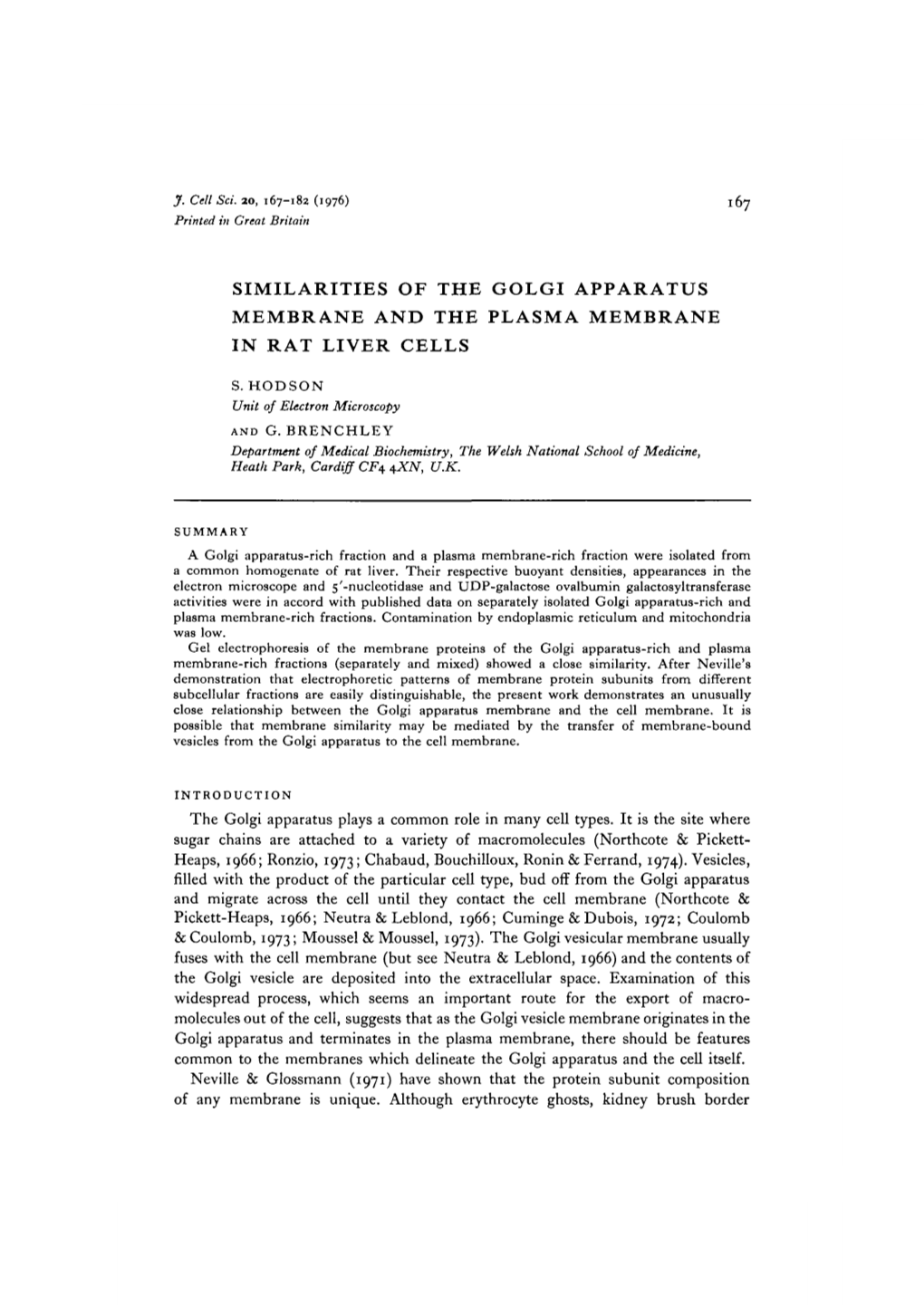 Similarities of the Golgi Apparatus Membrane and the Plasma Membrane in Rat Liver Cells