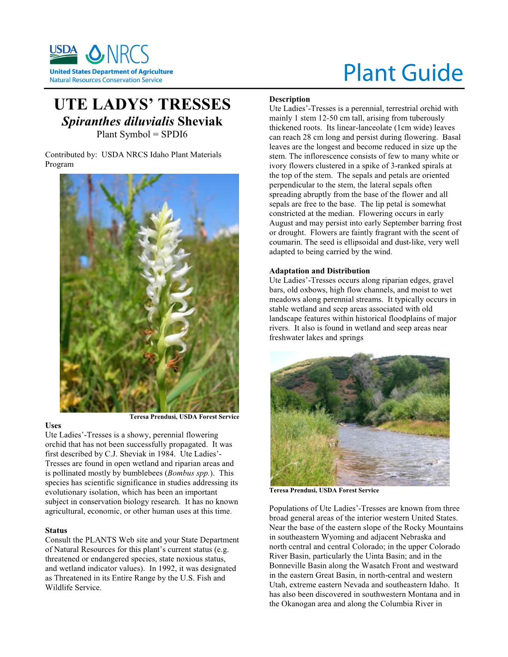 Ute Ladies' Tresses Plant Guide