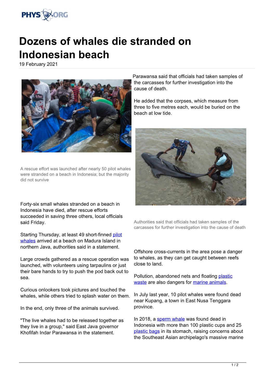 Dozens of Whales Die Stranded on Indonesian Beach 19 February 2021