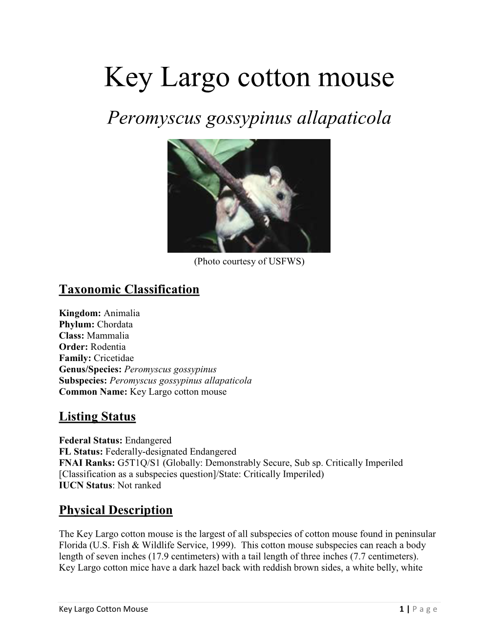 Key Largo Cotton Mouse