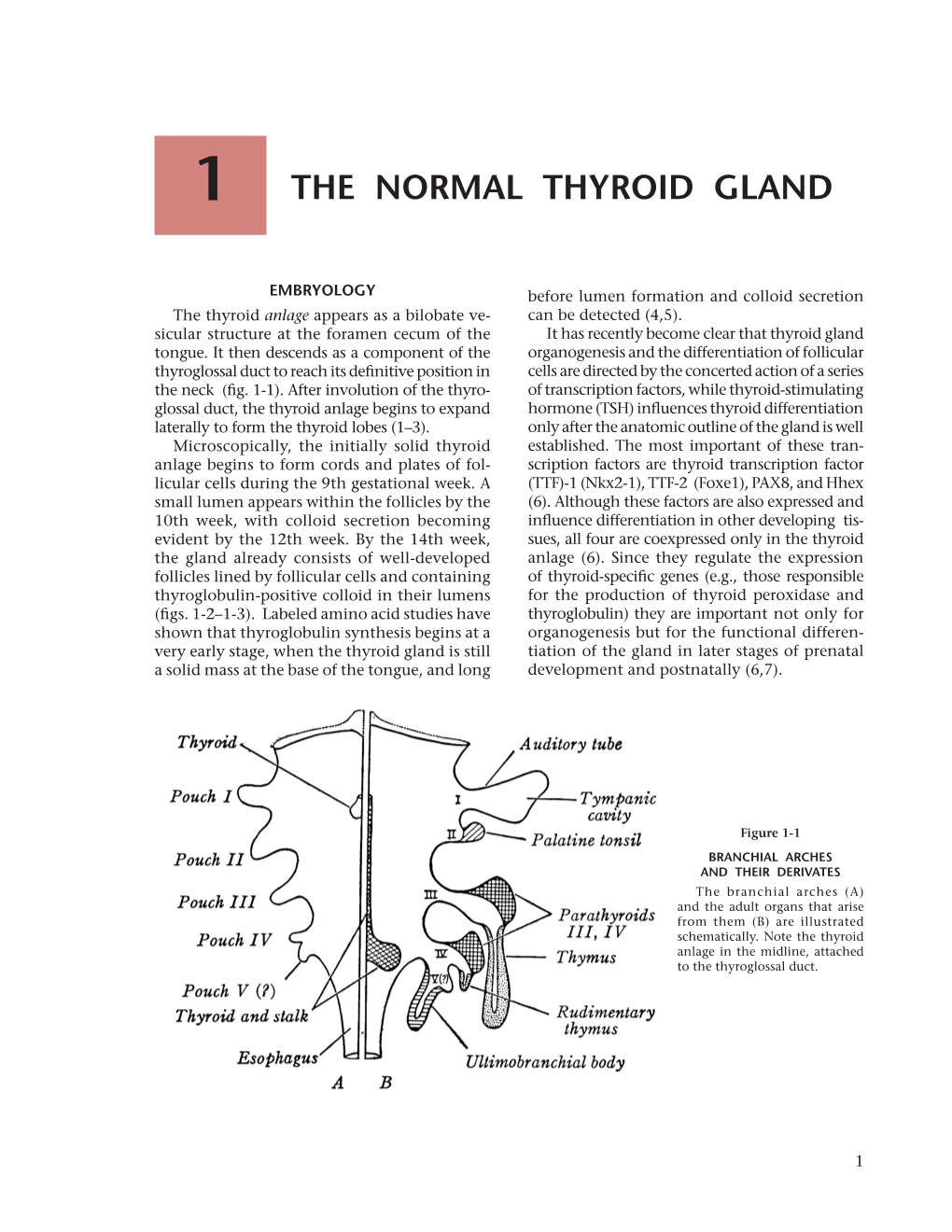 The Normal Thyroid Gland