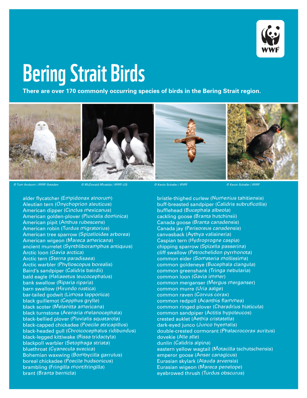 Bering Strait Birds There Are Over 170 Commonly Occurring Species of Birds in the Bering Strait Region