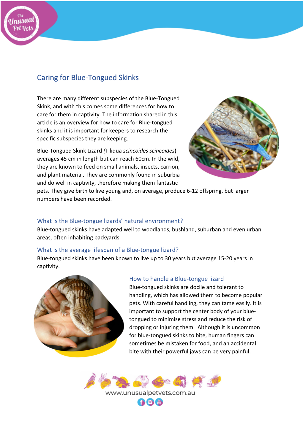 Caring for Blue-Tongued Skinks