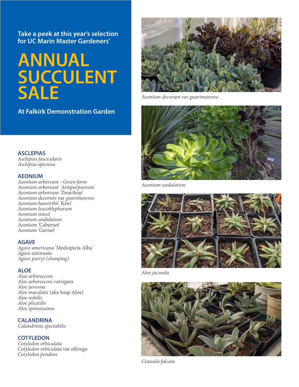 ANNUAL SUCCULENT SALE Aeonium Decorum Var Guarimarense