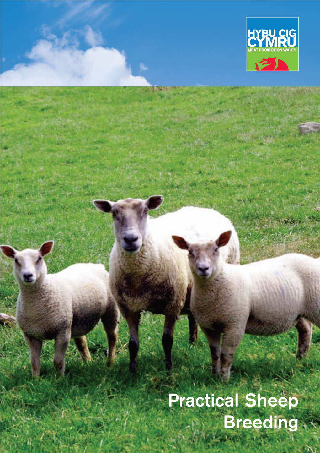 Practical Sheep Breeding Introduction