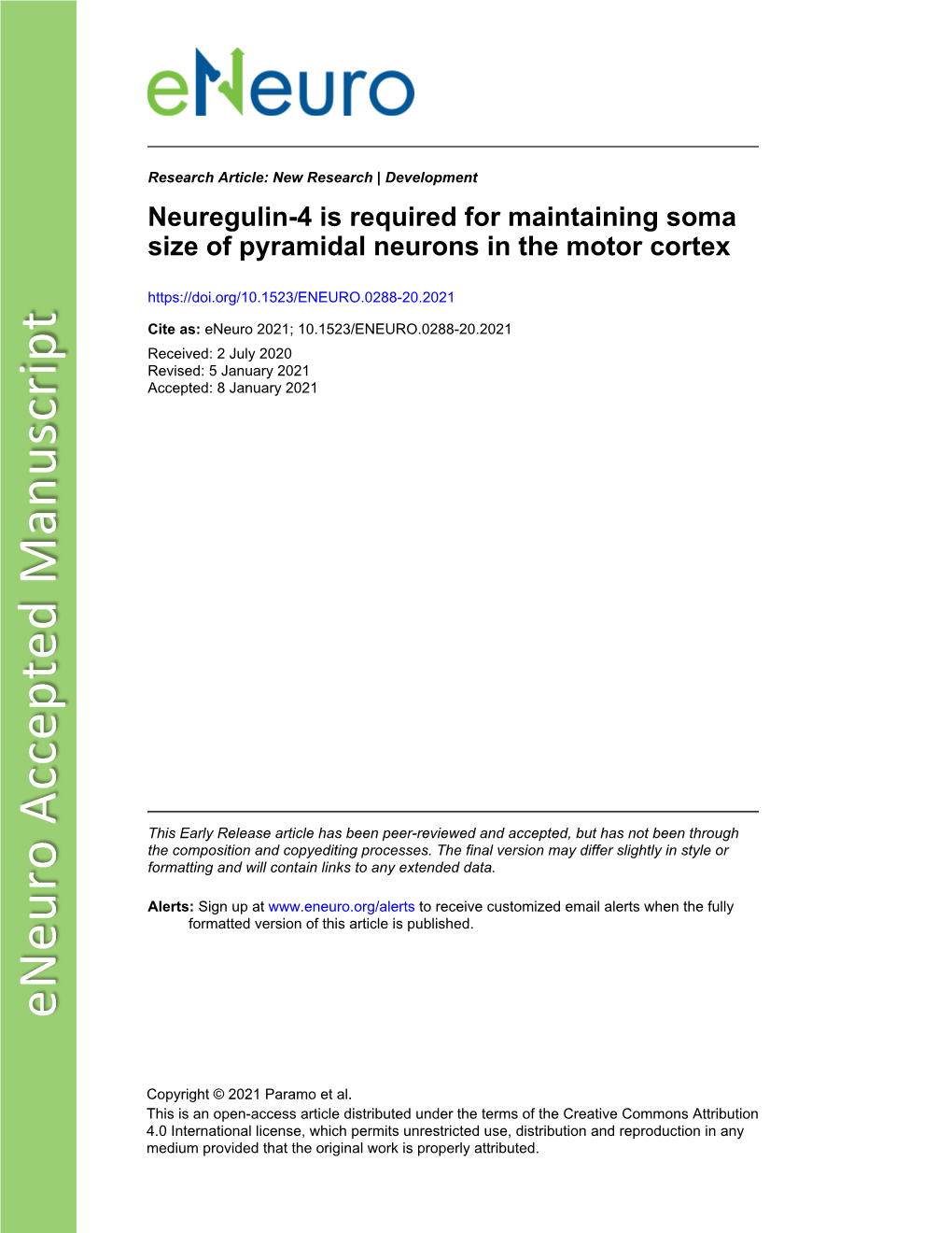 Neuregulin-4 Is Required for Maintaining Soma Size of Pyramidal Neurons in the Motor Cortex