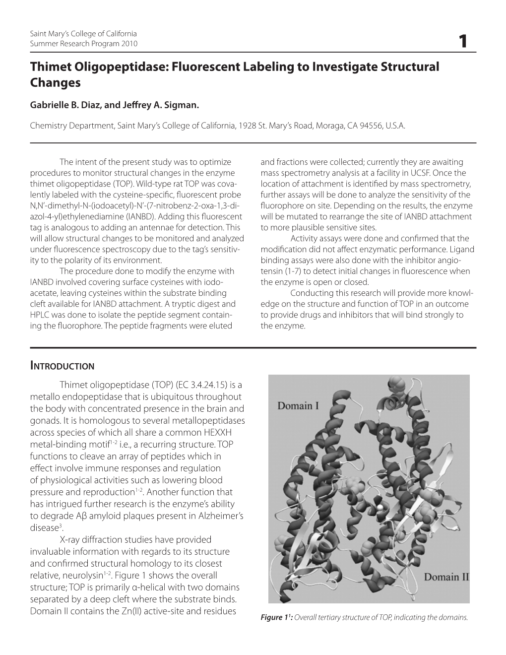 Thimet Oligopeptidase: Fluorescent Labeling to Investigate Structural Changes