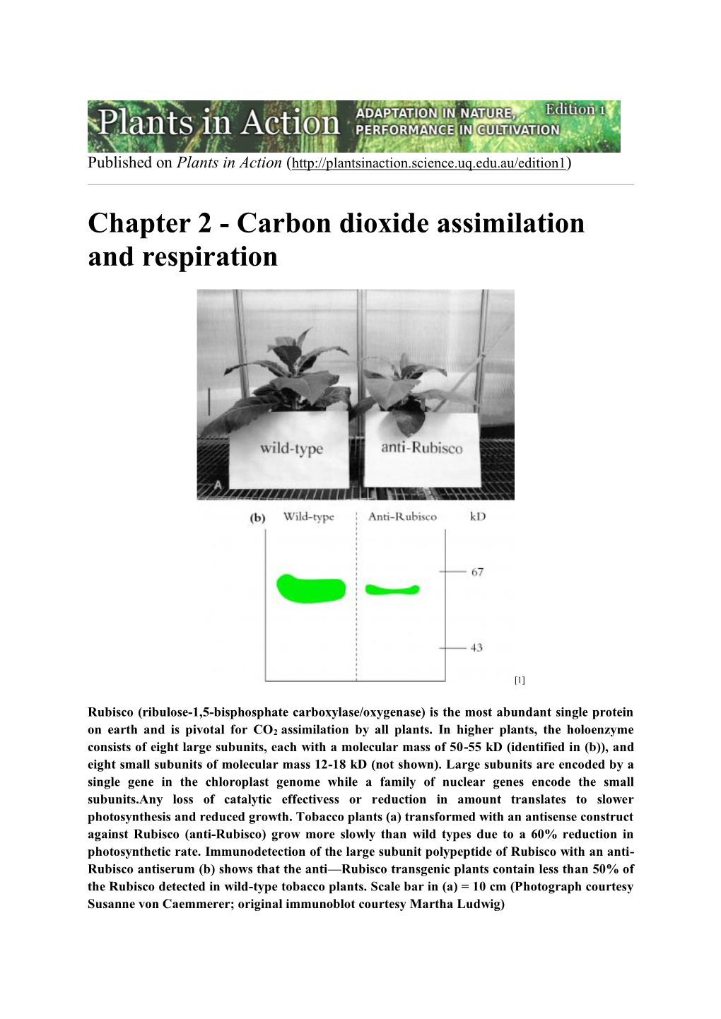 Chapter 2 - Carbon Dioxide Assimilation and Respiration