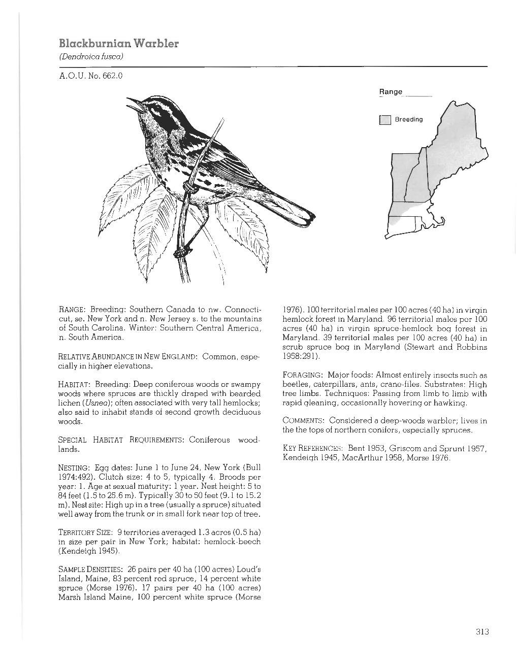 Blackpoll Warbler (Dendroica Striata)