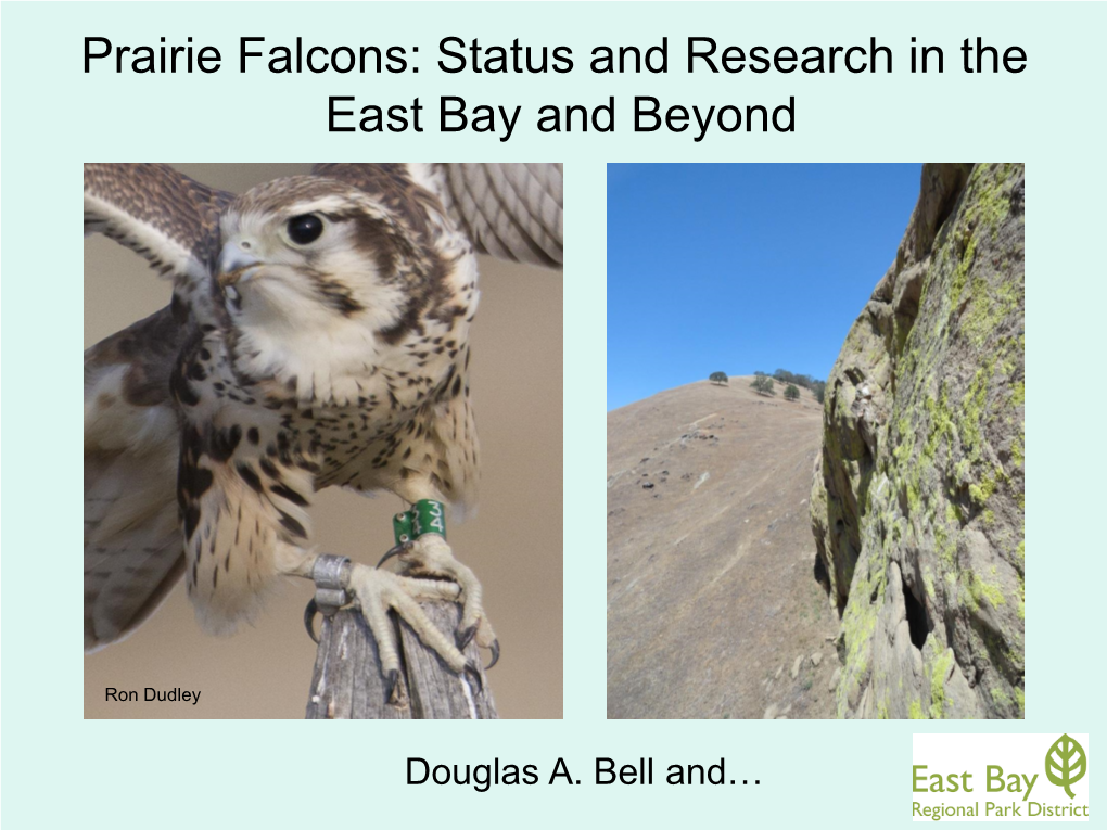 Prairie Falcons: Status and Research in the East Bay and Beyond