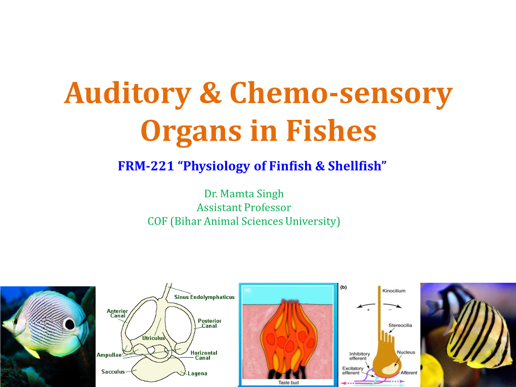 Auditory & Chemosensory Organs
