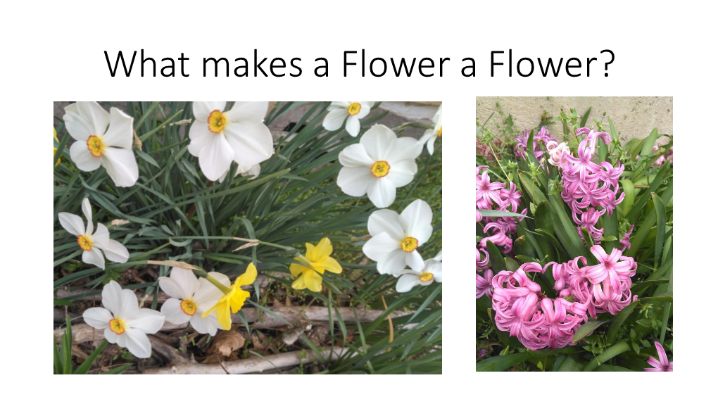 What Makes a Flower a Flower?