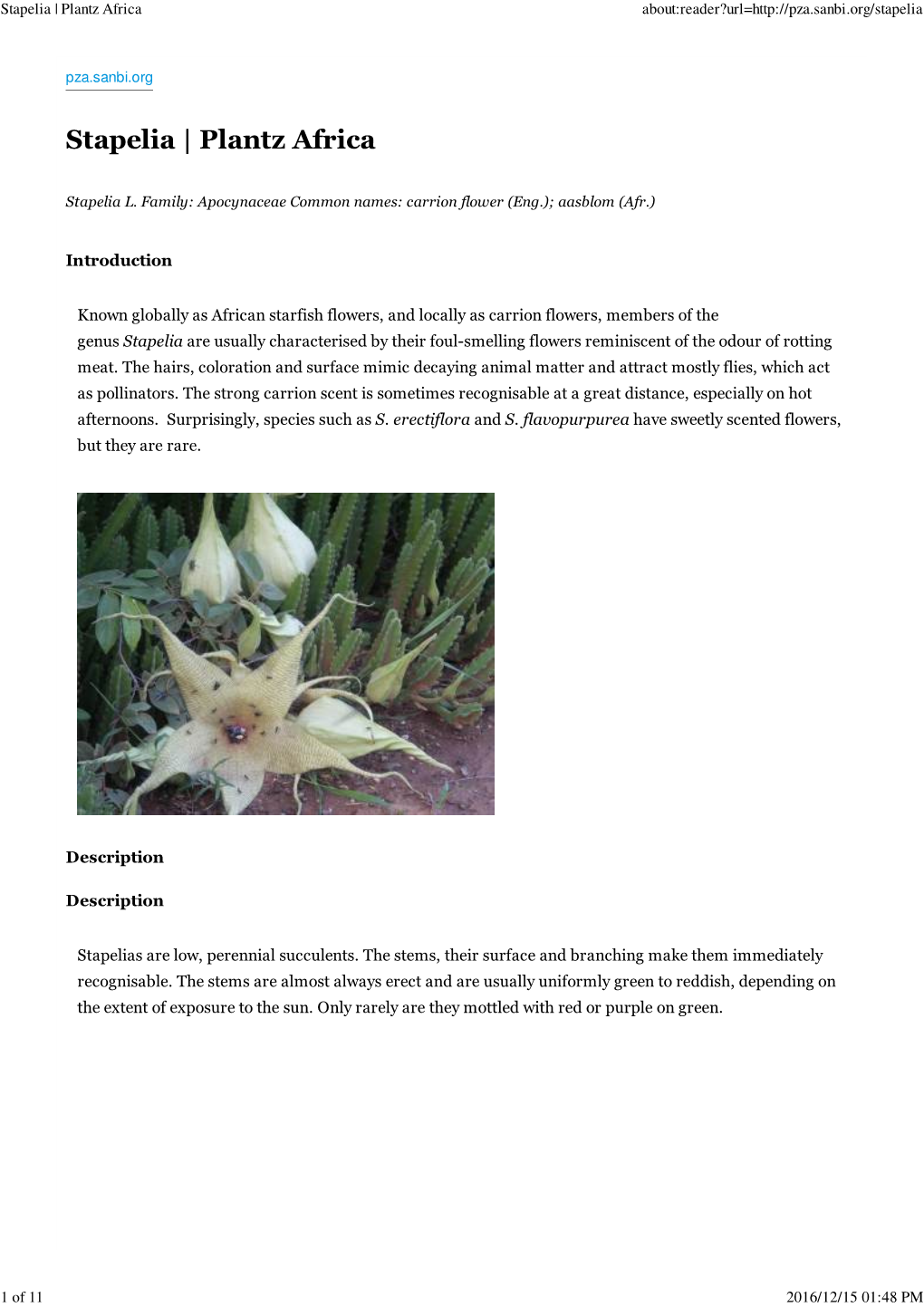 Stapelia | Plantz Africa About:Reader?Url=