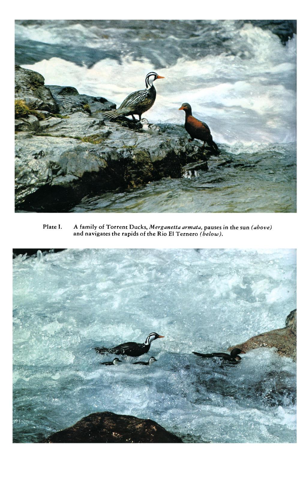 A Study of Nesting Torrent Ducks in the Andes