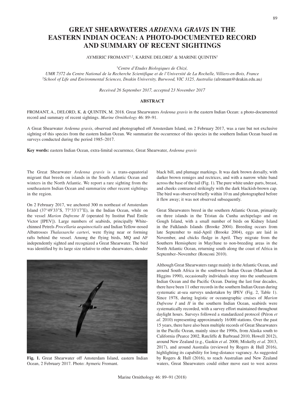 Great Shearwaters Ardenna Gravis in the Eastern Indian Ocean: a Photo-Documented Record and Summary of Recent Sightings