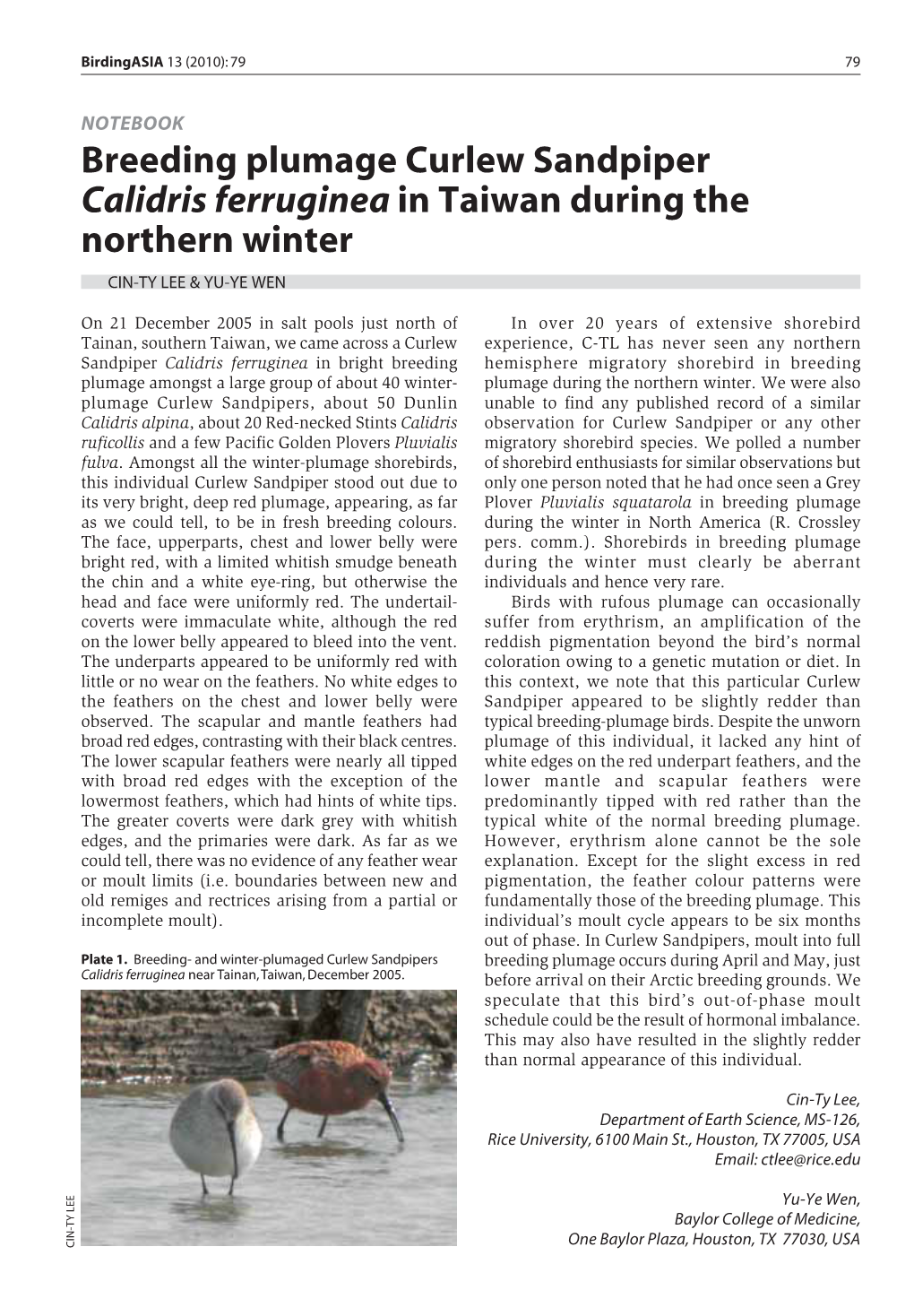 Breeding Plumage Curlew Sandpiper Calidris Ferruginea in Taiwan During the Northern Winter CIN-TY LEE & YU-YE WEN
