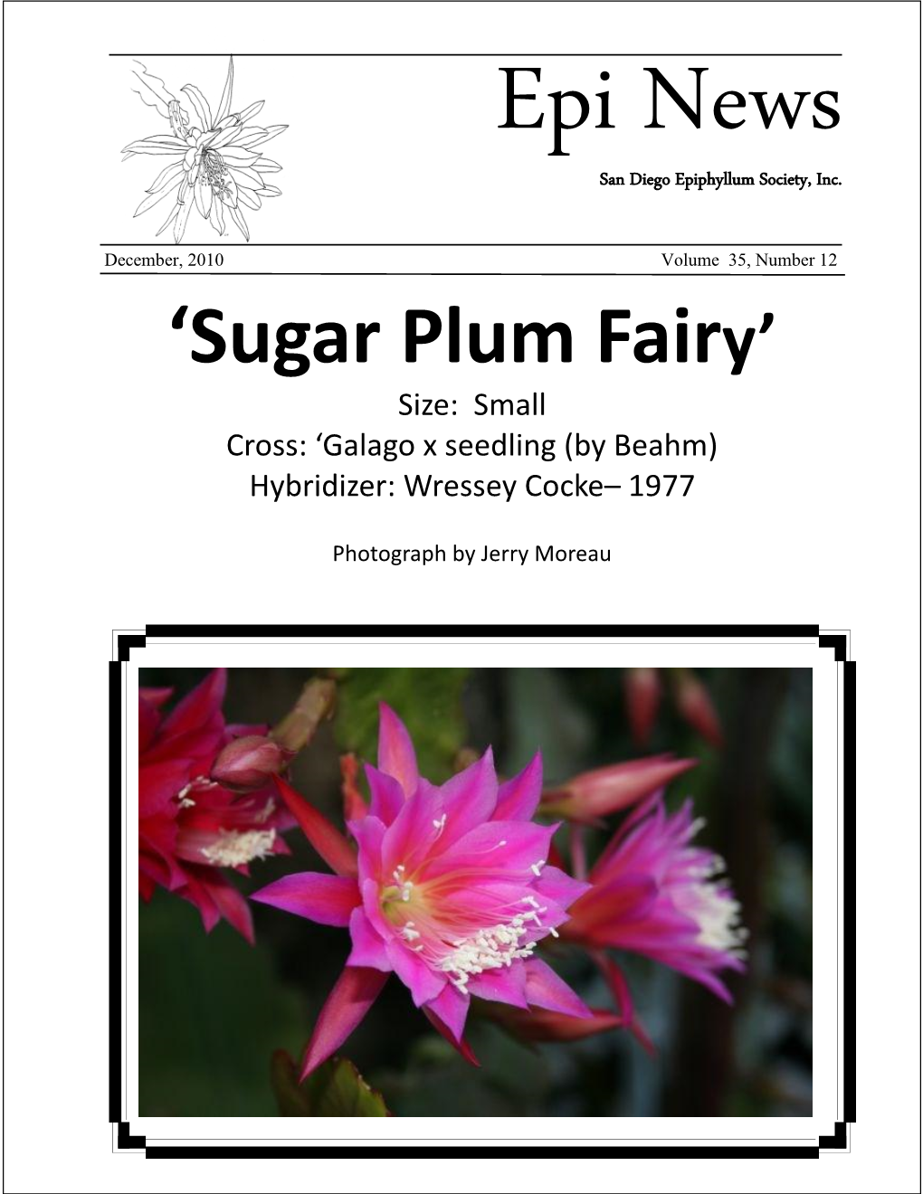 'Sugar Plum Fairy'