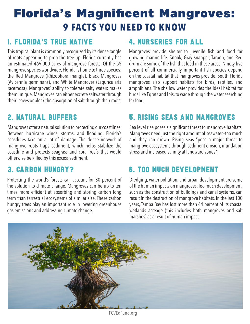 Florida's Magnificent Mangroves