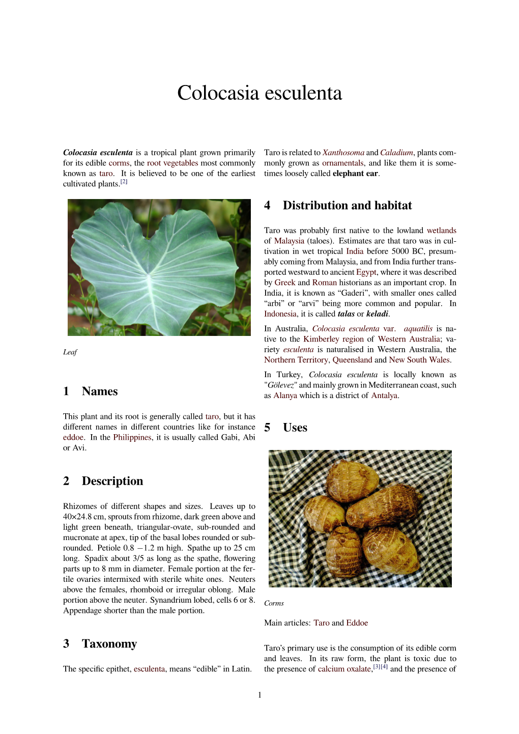 Colocasia Esculenta