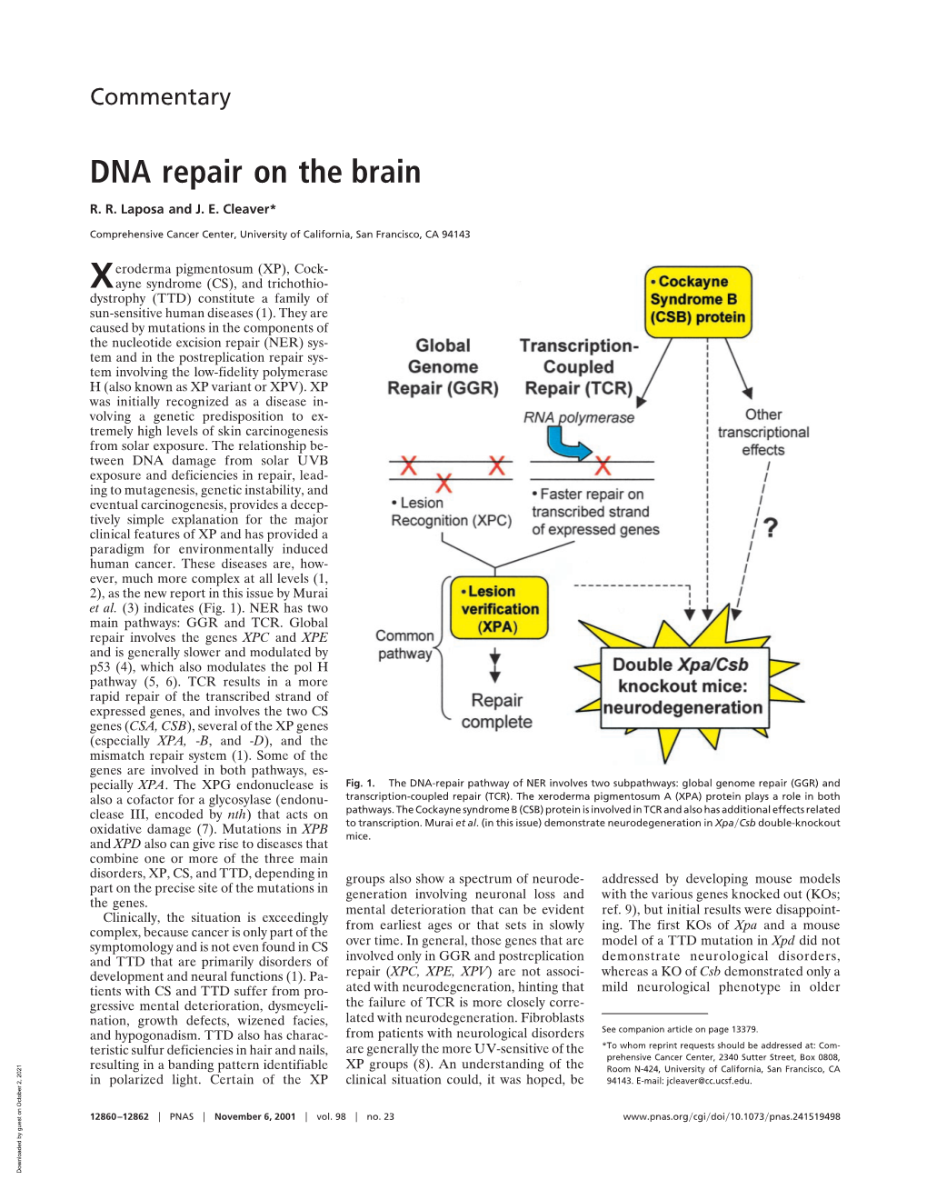 DNA Repair on the Brain