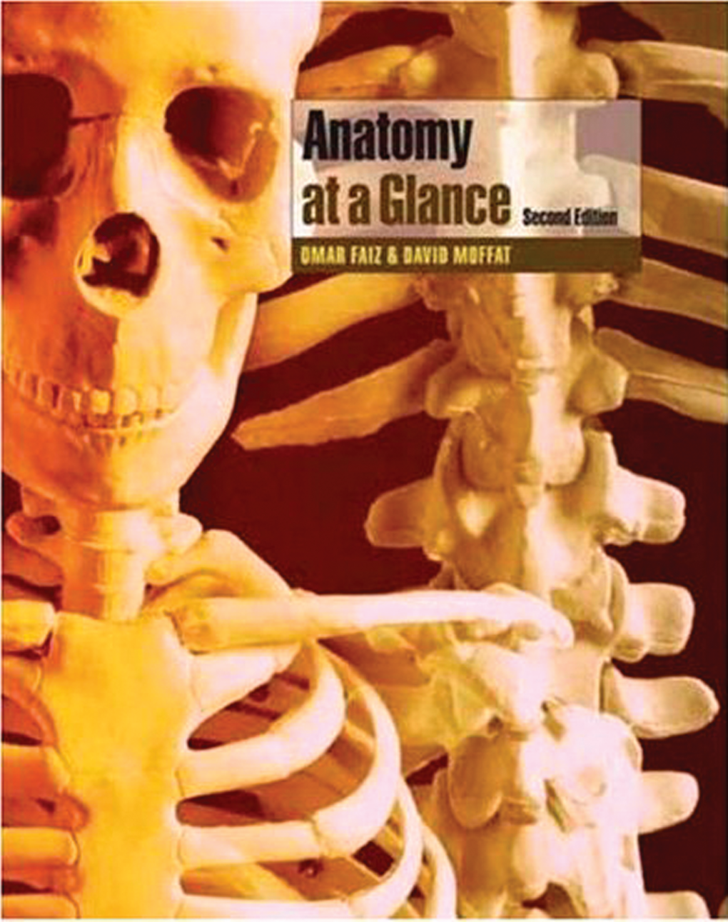 Surface Anatomy of the Thorax