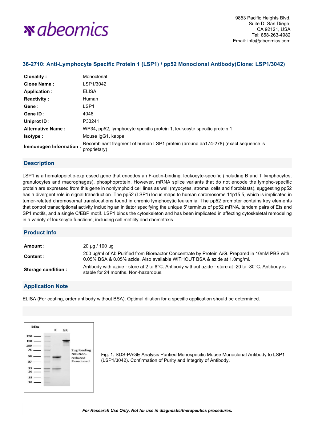 LSP1) / Pp52 Monoclonal Antibody(Clone: LSP1/3042