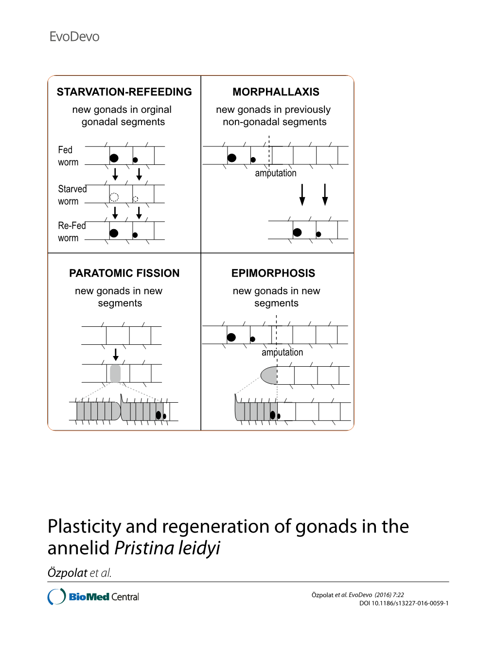 Plasticity and Regeneration of Gonads in the Annelid Pristina Leidyi Özpolat Et Al
