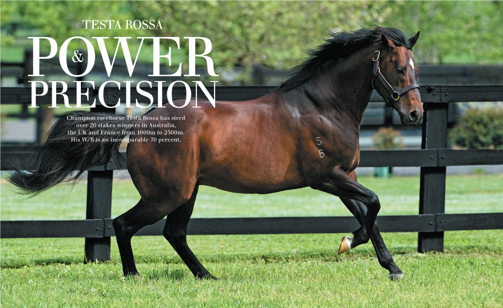 TESTA ROSSA POWE& R PRECISION Champion Racehorse Testa Rossa Has Sired Over 20 Stakes Winners in Australia, the UK and France from 1000M to 2500M