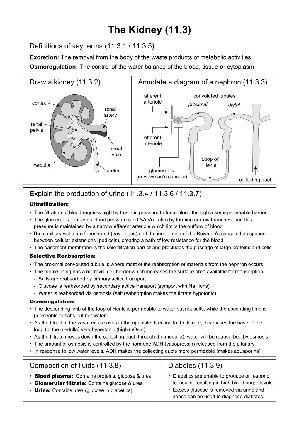 11.3: the Kidney