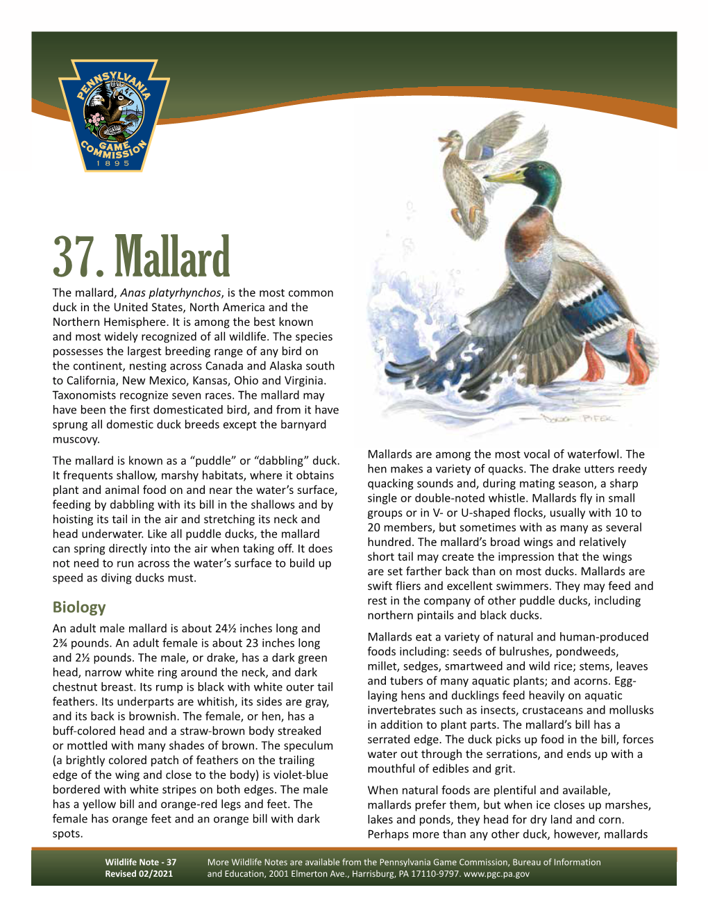 Mallard Wildlife Note