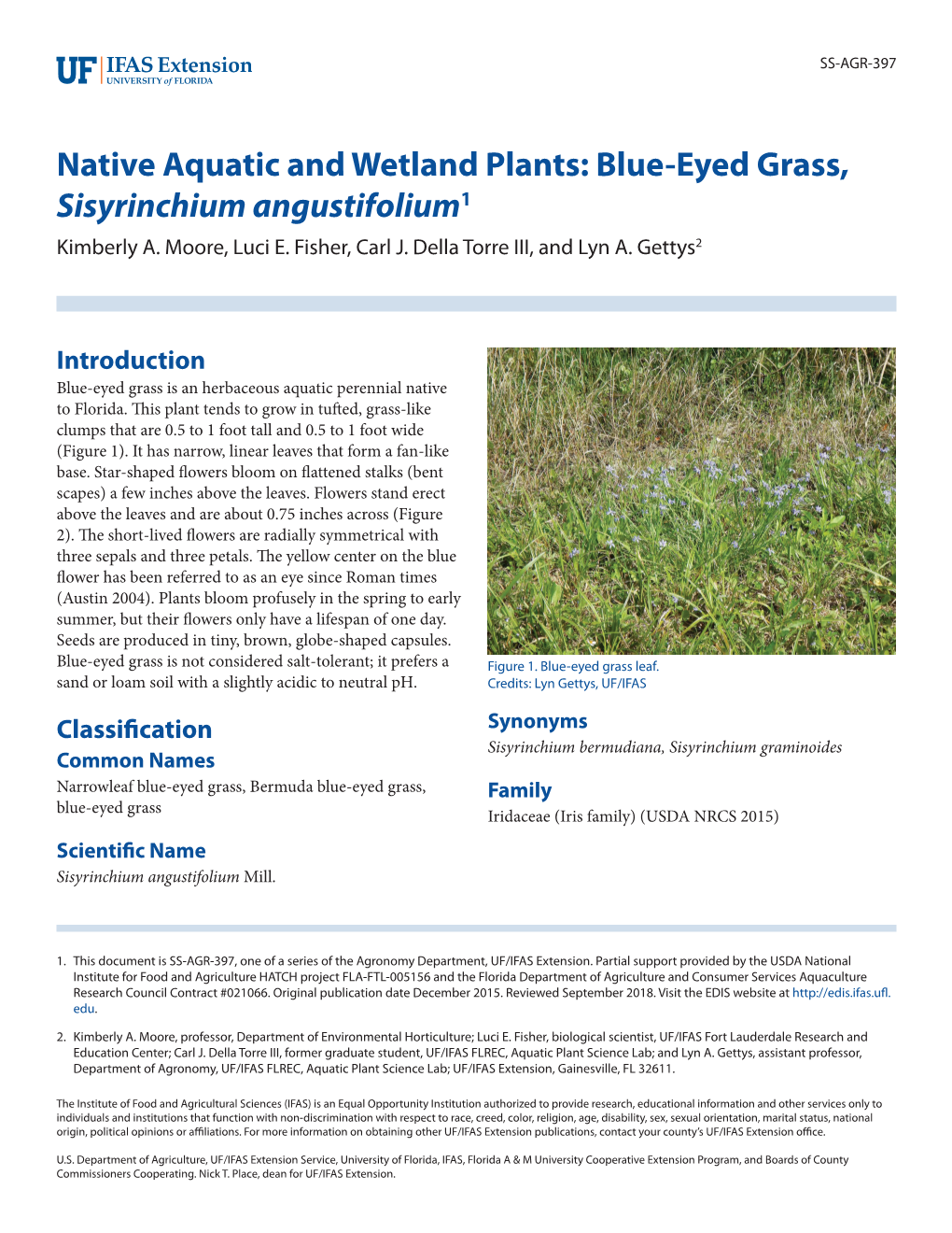 Native Aquatic and Wetland Plants: Blue-Eyed Grass, Sisyrinchium Angustifolium1 Kimberly A