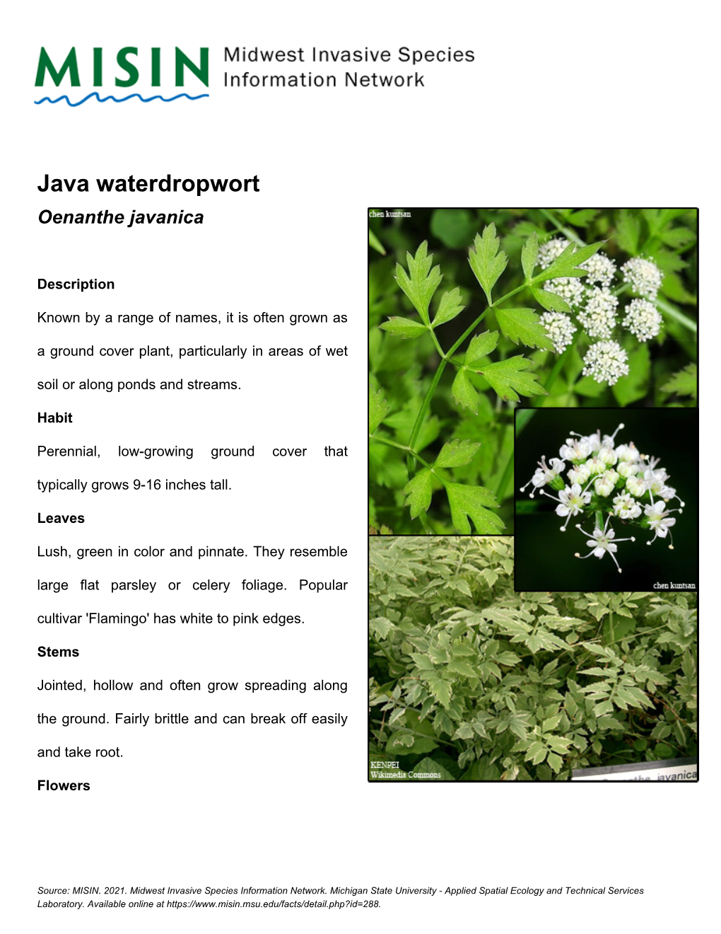 Java Waterdropwort Oenanthe Javanica