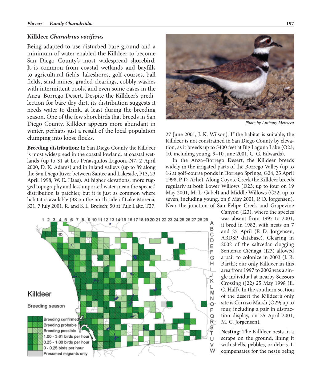 Killdeer Charadrius Vociferus Being Adapted to Use Disturbed Bare Ground and a Minimum of Water Enabled the Killdeer to Become S