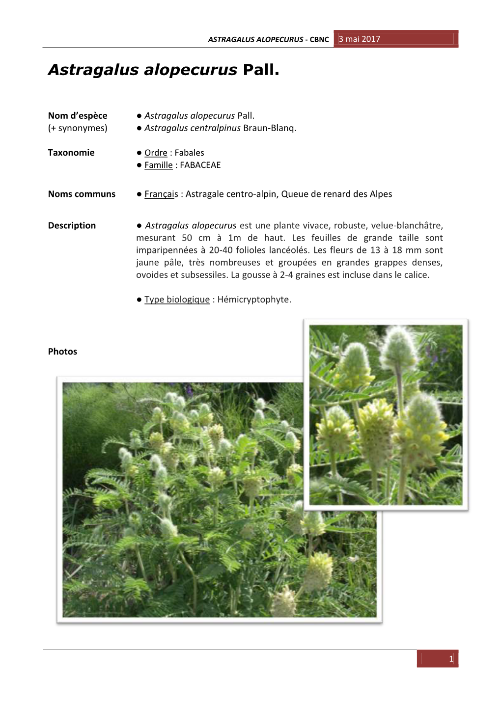 Astragalus Alopecurus Pall