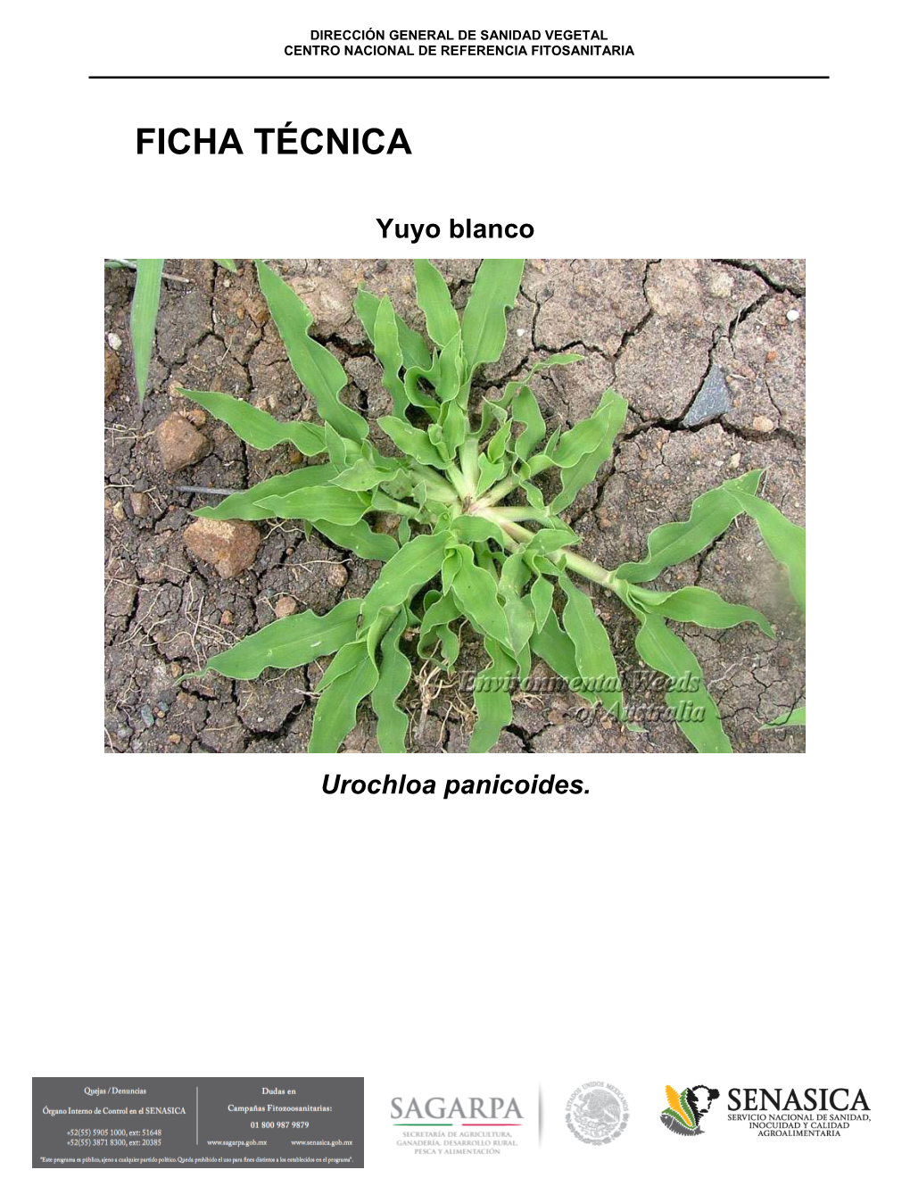 Ficha Técnica