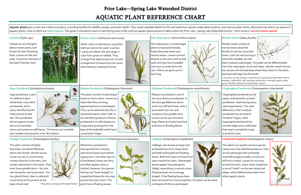 Common Aquatic Plants Identification Guide