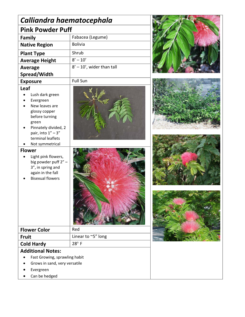 Calliandra Haematocephala