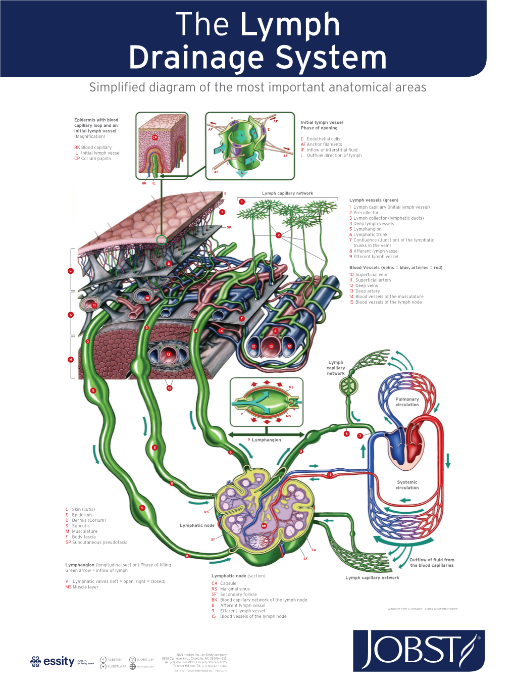 Lymph Drainage.Indd