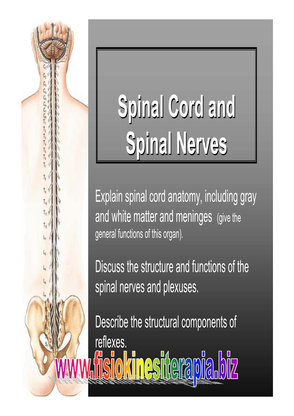 Spinal Cord and Spinal Nerves