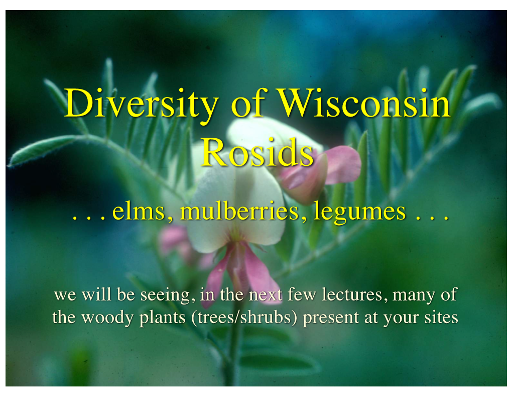 Diversity of Wisconsin Rosids