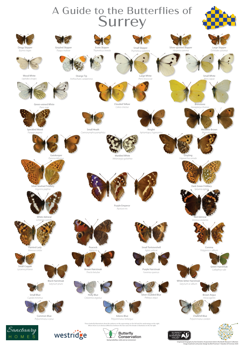 A Guide to the Butterflies of Surrey