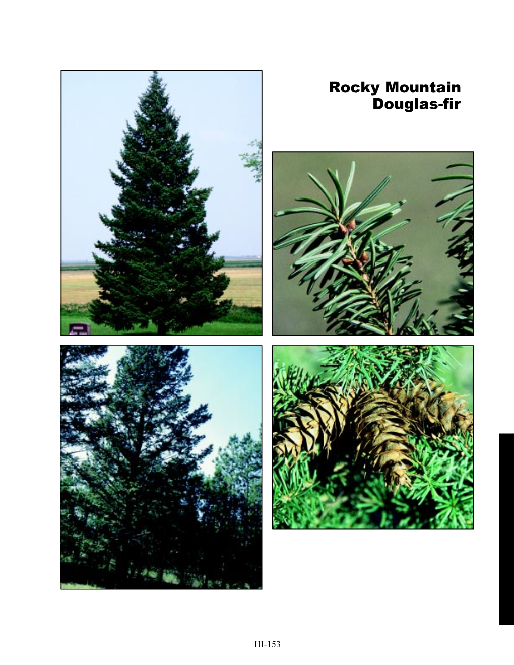 Douglas-Fir, Rocky Mountain